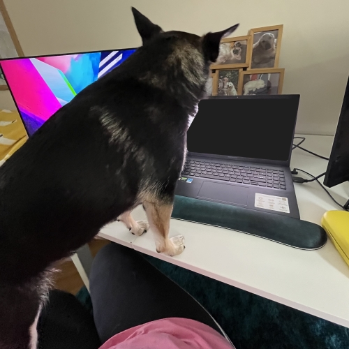 Photo of Beth's Dog Interested By Looking At A Computer Screen