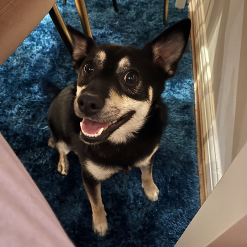 Photo of Beth's Dog, Fabio, Smiling At The Camera